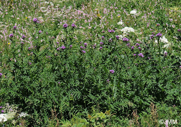 Cirsium montanum