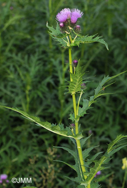 Cirsium montanum