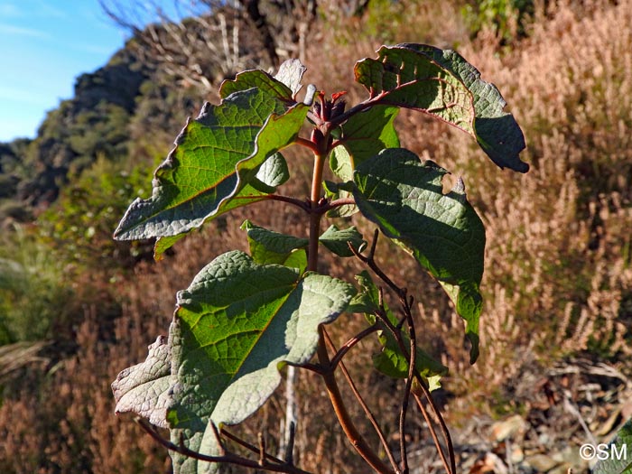 Cistus populifolius