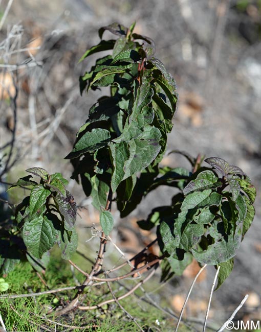 Cistus populifolius