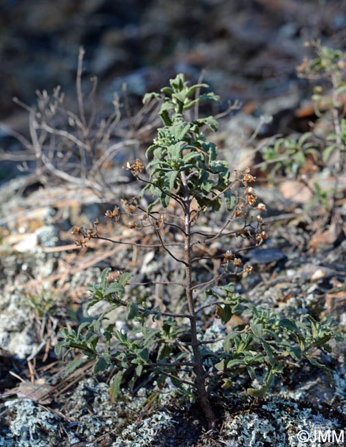 Cistus pouzolzii