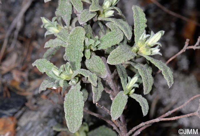 Cistus pouzolzii