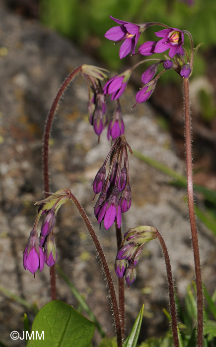 Cortusa matthiolii