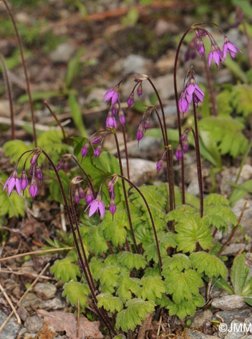 Cortusa matthiolii