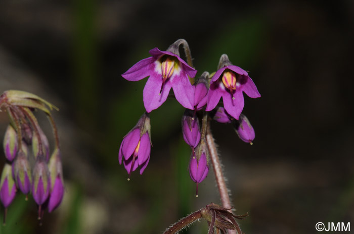 Cortusa matthiolii