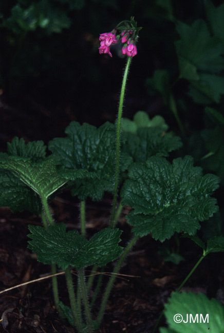 Cortusa matthiolii