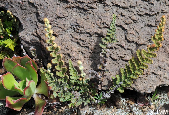 Cosentinia vellea subsp. bivalens