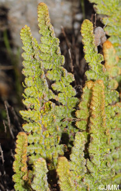 Cosentinia vellea subsp. bivalens