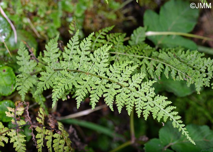 Cystopteris diaphana