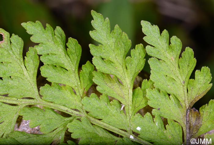 Cystopteris diaphana