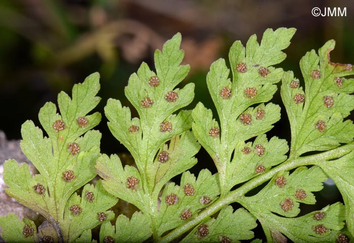 Cystopteris diaphana