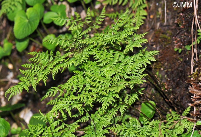 Cystopteris montana