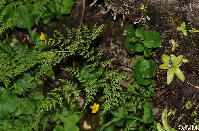 Pinguicula grandiflora subsp. rosea et Cystopteris montana