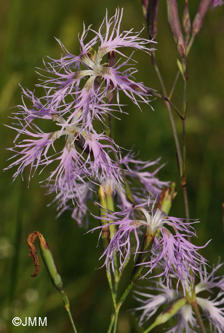 Dianthus superbus