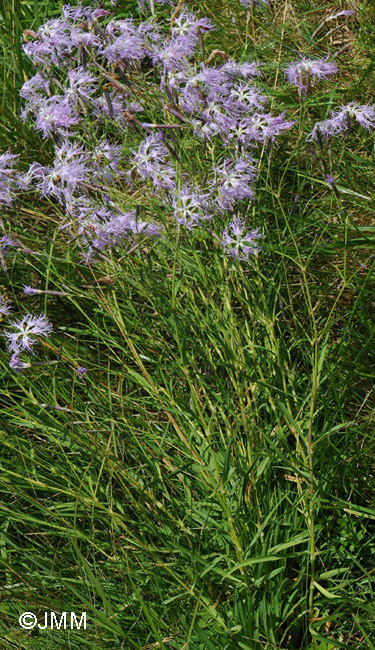 Dianthus superbus