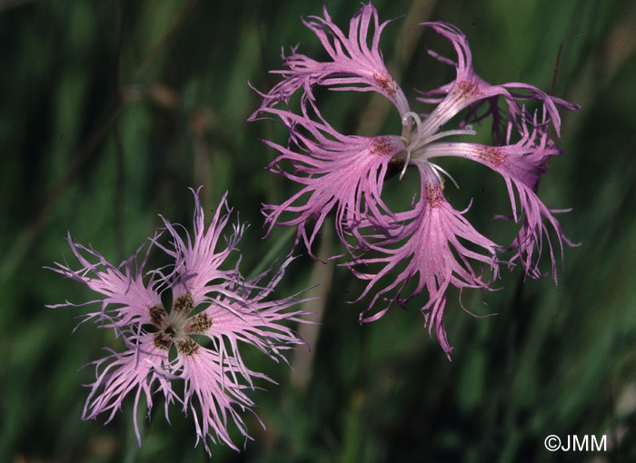 Dianthus superbus 