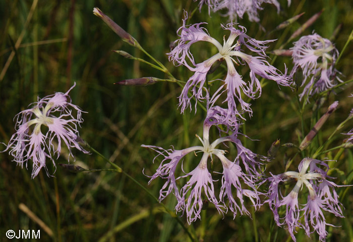 Dianthus superbus