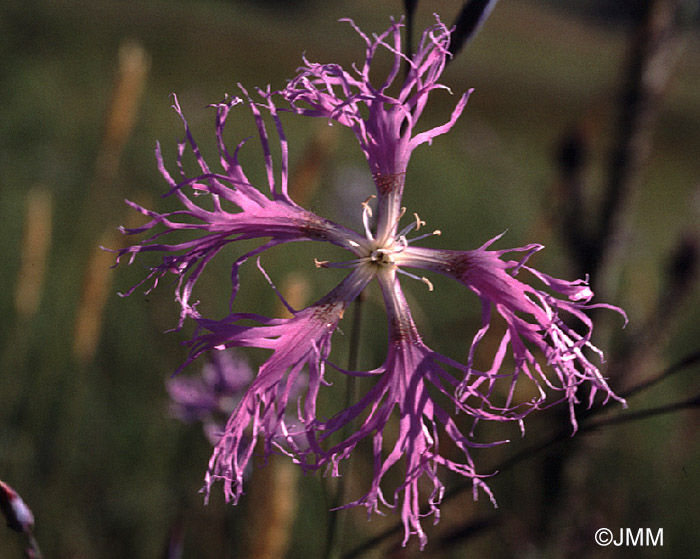 Dianthus superbus 