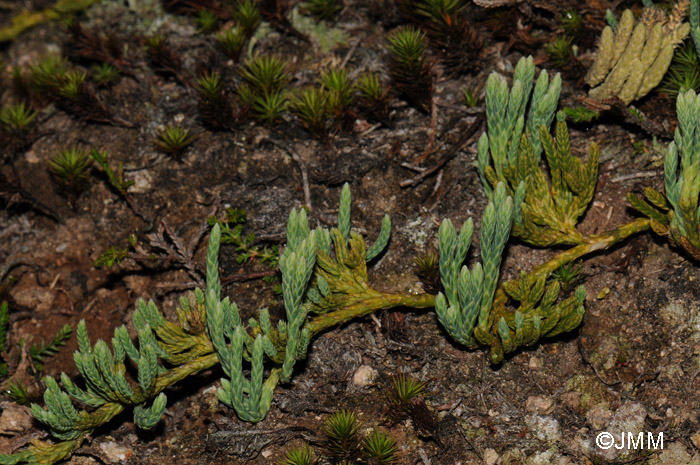 Diphasiastrum alpinum