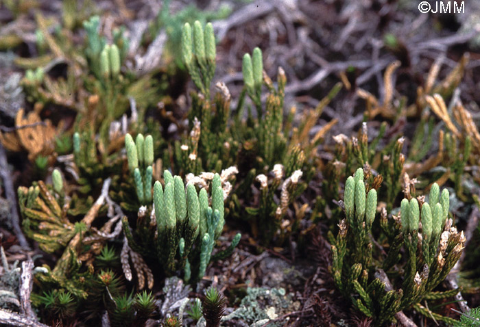 Diphasiastrum alpinum