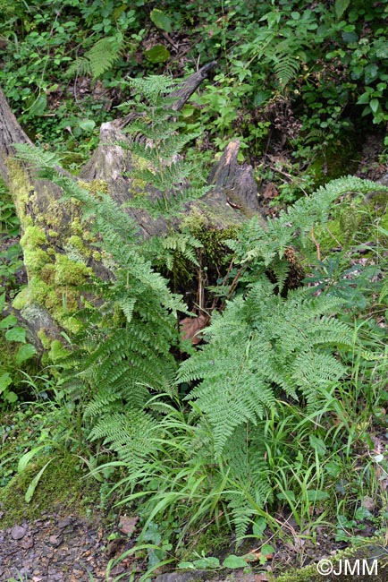 Dryopteris aemula