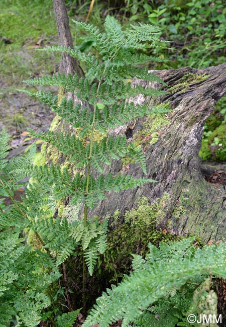 Dryopteris aemula