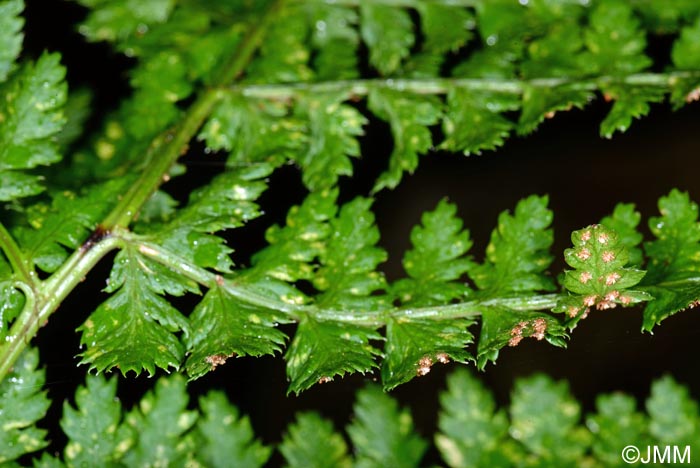 Dryopteris aemula