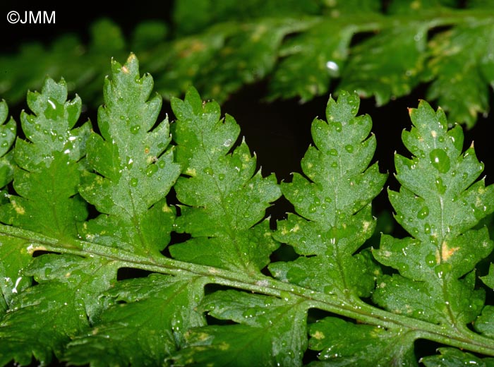 Dryopteris aemula