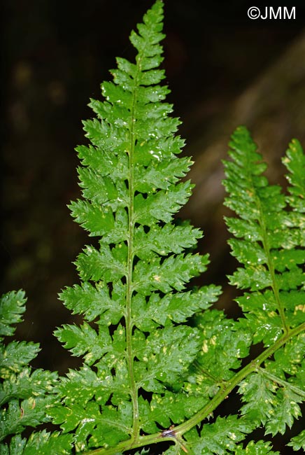 Dryopteris aemula