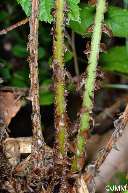 Dryopteris aemula