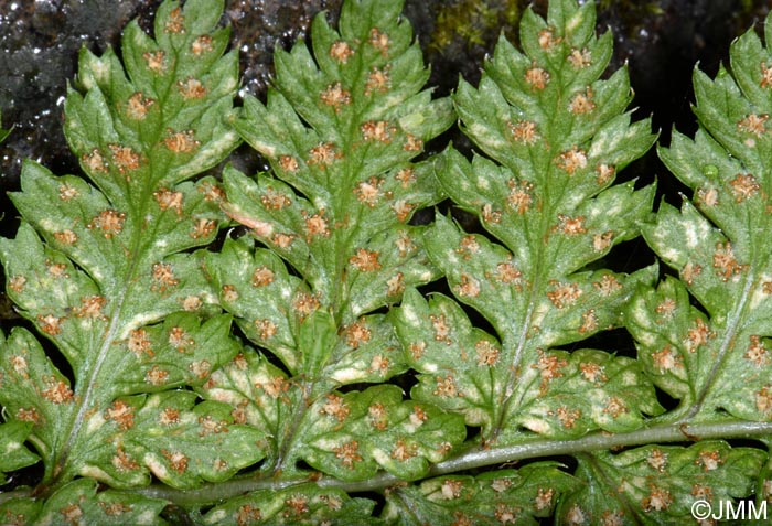 Dryopteris aemula