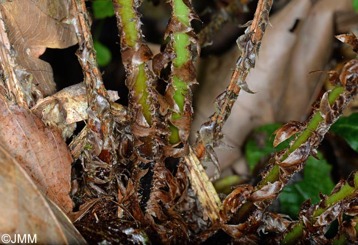 Dryopteris aemula