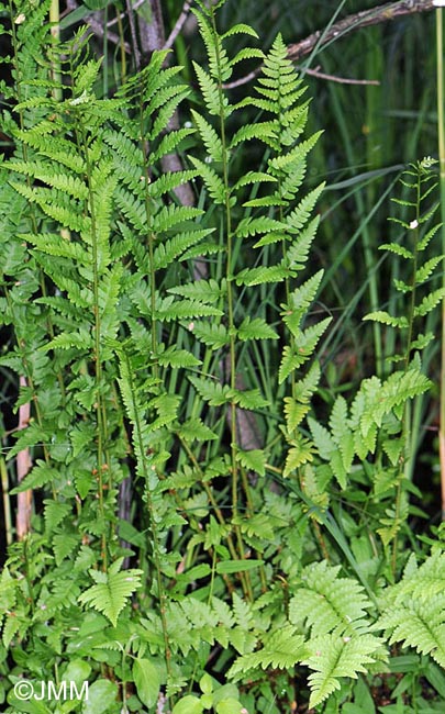 Dryopteris cristata