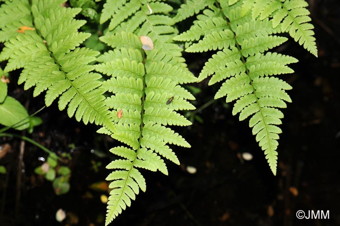 Dryopteris cristata