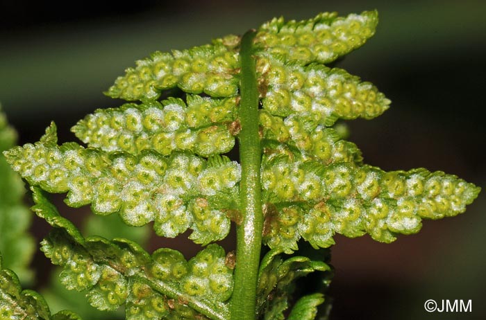 Dryopteris cristata