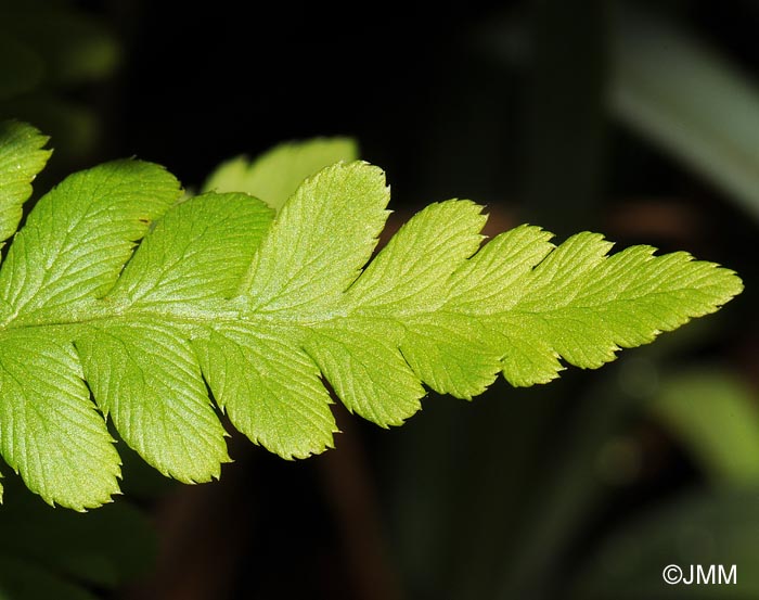 Dryopteris cristata