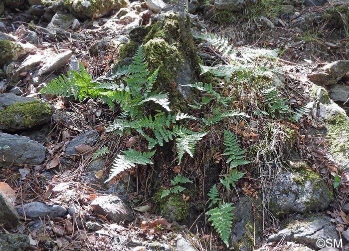 Dryopteris pallida