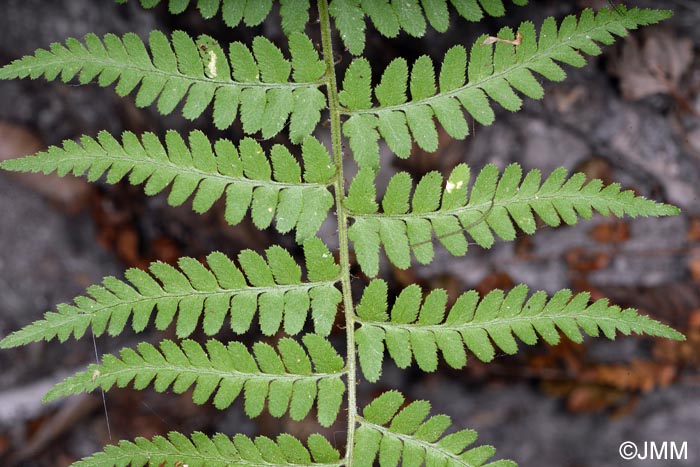 Dryopteris pallida