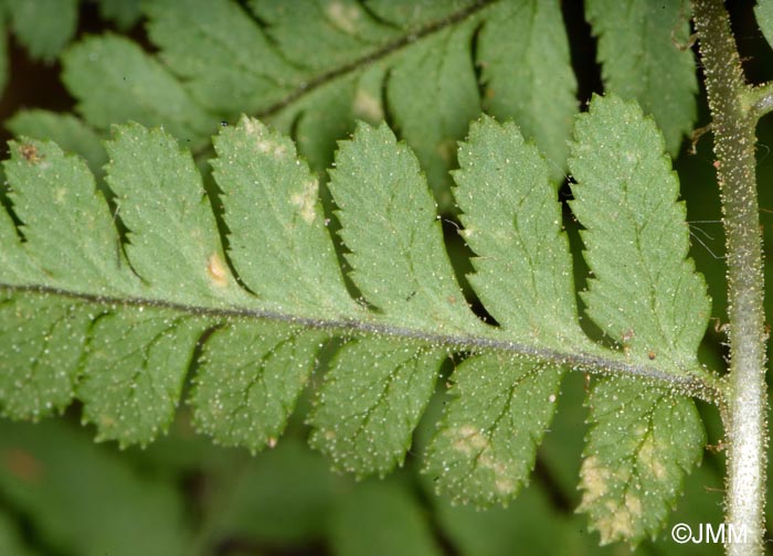 Dryopteris pallida