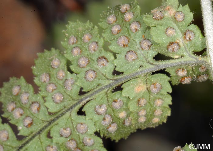 Dryopteris pallida