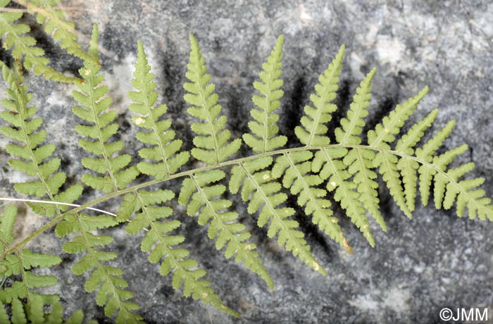 Dryopteris pallida