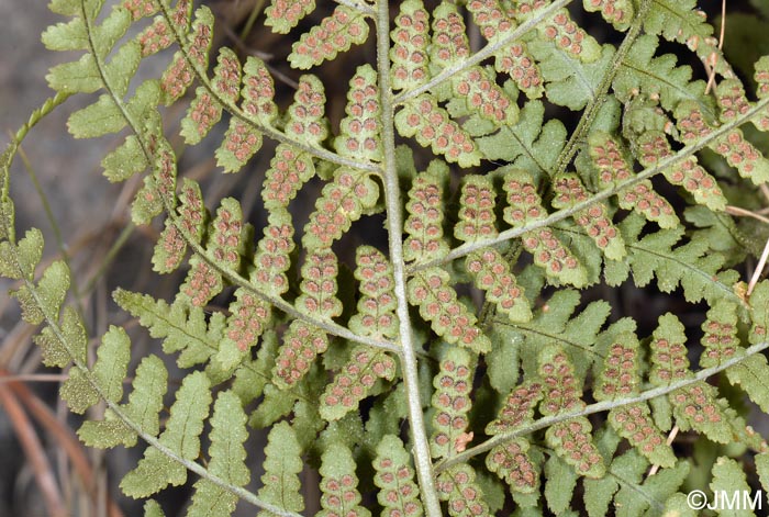 Dryopteris pallida