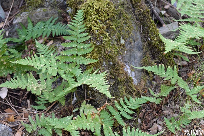 Dryopteris pallida