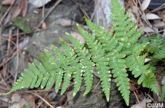 Dryopteris pallida