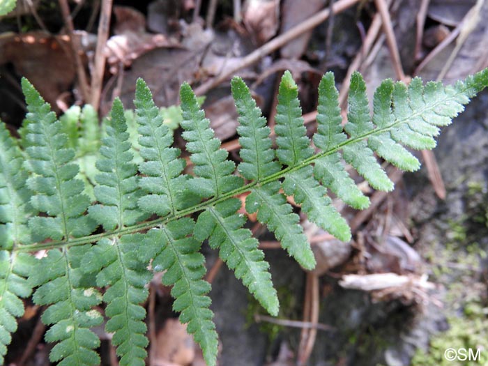 Dryopteris pallida