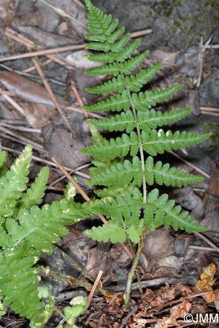 Dryopteris pallida