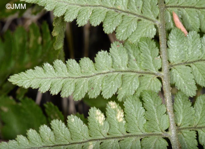 Dryopteris pallida