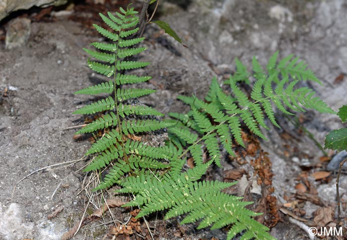 Dryopteris pallida