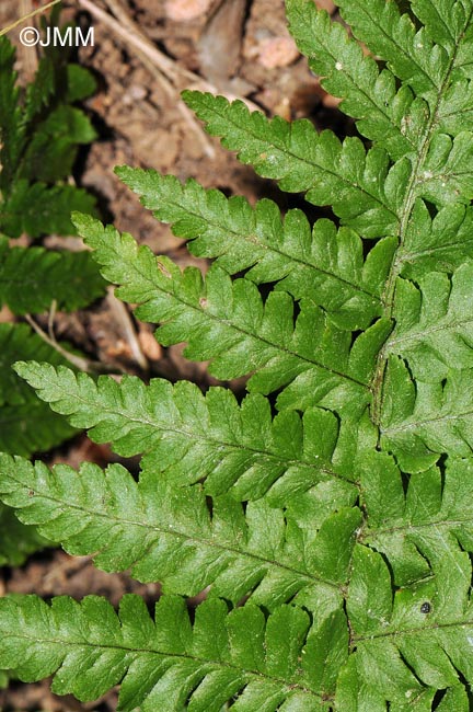 Dryopteris tyrrhena