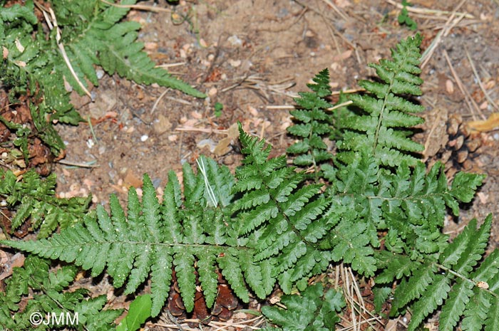 Dryopteris tyrrhena